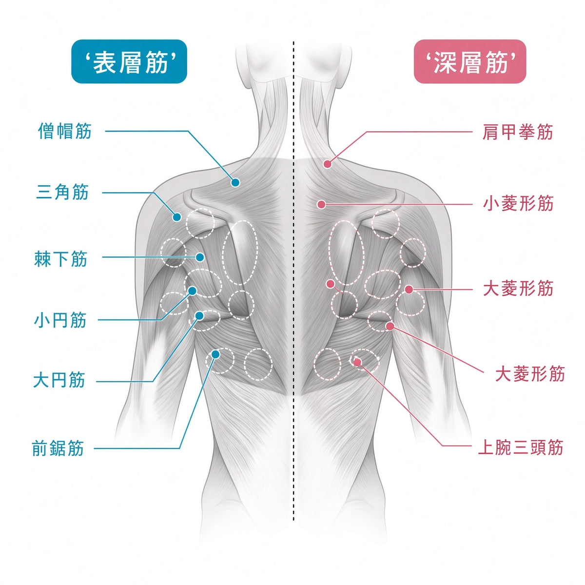 ScapuCare™ 肩甲骨リセットピロー